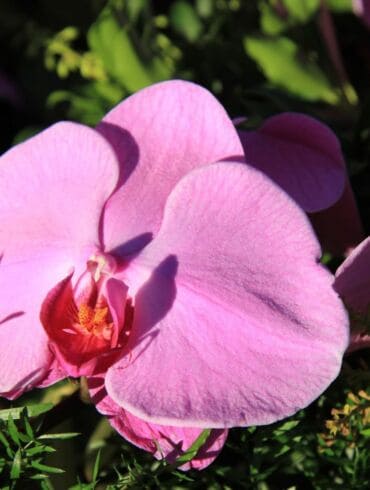 Orchidėjos pavasarį: aktyvus augimas ir didesnis vandens poreikis