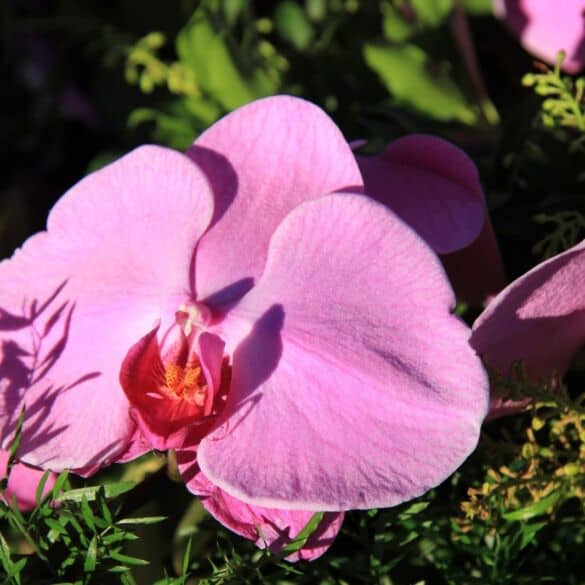 Orchidėjos pavasarį: aktyvus augimas ir didesnis vandens poreikis