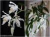Orchidėjų Coelogyne cristata priežiūra