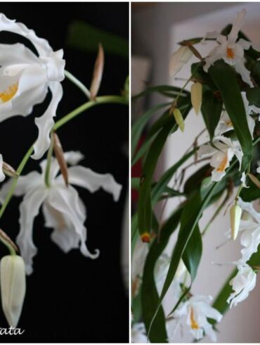 Orchidėjų Coelogyne cristata priežiūra