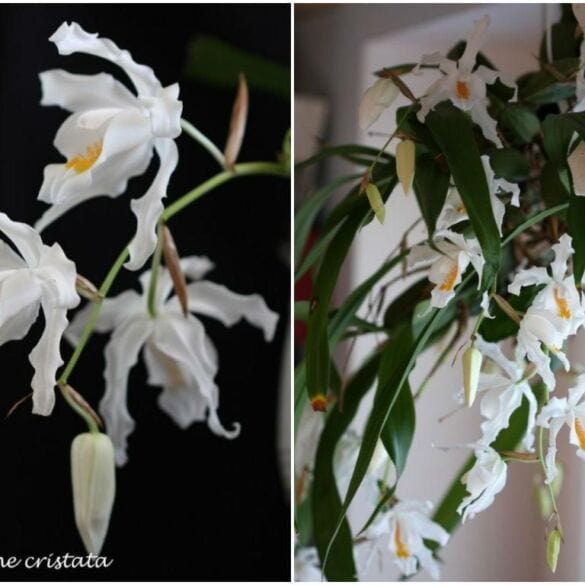 Orchidėjų Coelogyne cristata priežiūra
