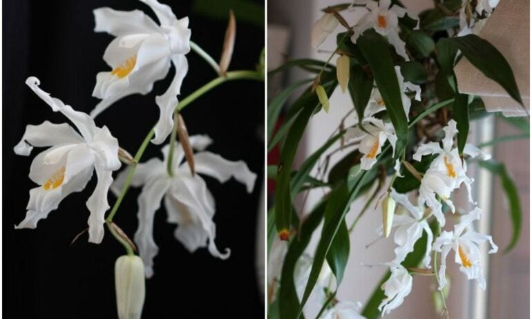 Orchidėjų Coelogyne cristata priežiūra