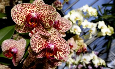 Orchidėjų festivalyje Anglijoje – nauja gėlių rūšis FOTO