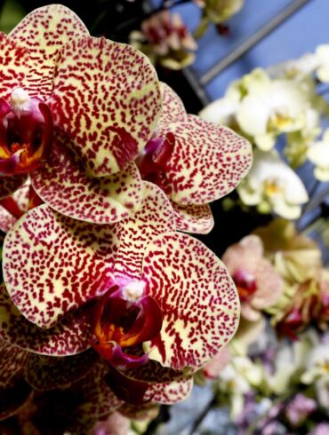 Orchidėjų festivalyje Anglijoje – nauja gėlių rūšis FOTO