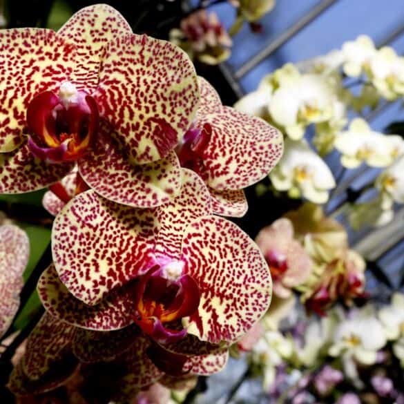 Orchidėjų festivalyje Anglijoje – nauja gėlių rūšis FOTO