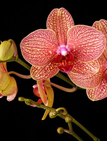 Orchidėjų kenkėjai: kaip atpažinti ir įveikti