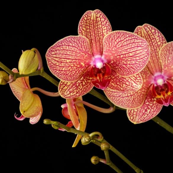 Orchidėjų kenkėjai: kaip atpažinti ir įveikti