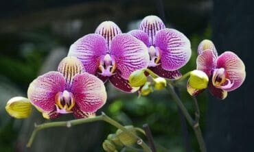 Orchidėjų laistymo paslaptys: tikslaus grafiko negali būti