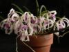 Orchidėjų Leptotes bicolor priežiūra