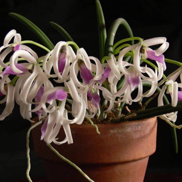 Orchidėjų Leptotes bicolor priežiūra