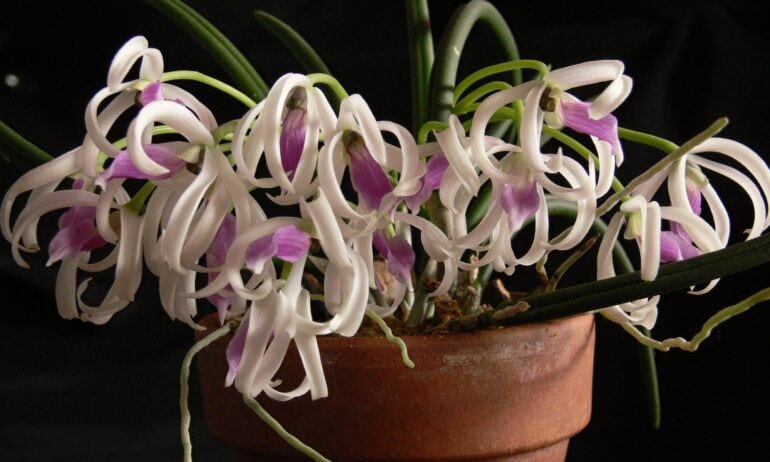 Orchidėjų Leptotes bicolor priežiūra