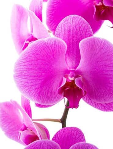 Orchidėjų ligos: kaip jų išvengti