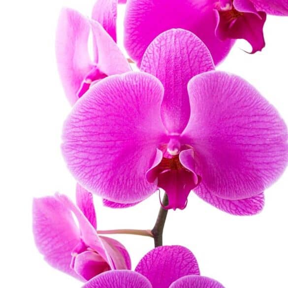 Orchidėjų ligos: kaip jų išvengti