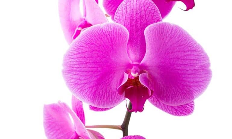 Orchidėjų ligos: kaip jų išvengti