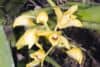 Orchidėjų Maxillaria tenuifolia priežiūra