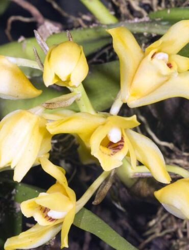 Orchidėjų Maxillaria tenuifolia priežiūra