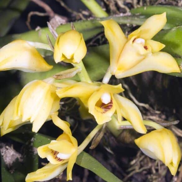 Orchidėjų Maxillaria tenuifolia priežiūra
