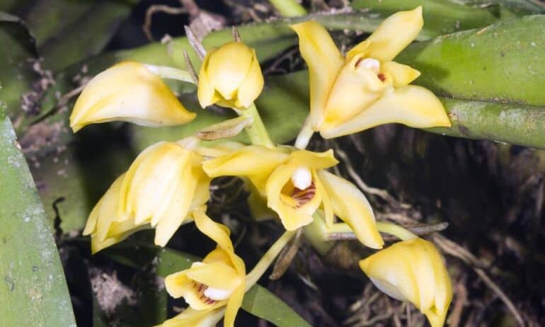 Orchidėjų Maxillaria tenuifolia priežiūra