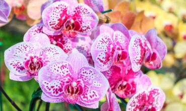 Orchidėjų mitai: kaip nepaklysti auginimo ir priežiūros pinklėse