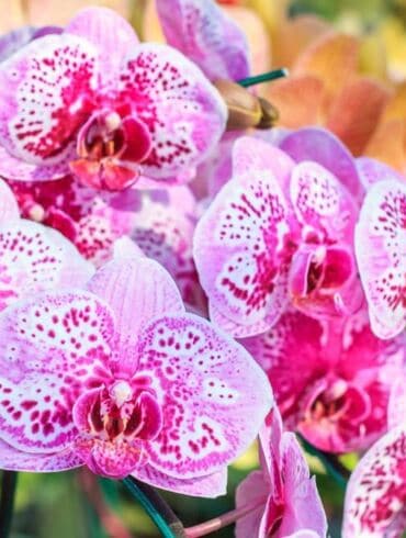 Orchidėjų mitai: kaip nepaklysti auginimo ir priežiūros pinklėse