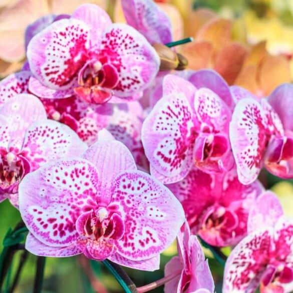 Orchidėjų mitai: kaip nepaklysti auginimo ir priežiūros pinklėse