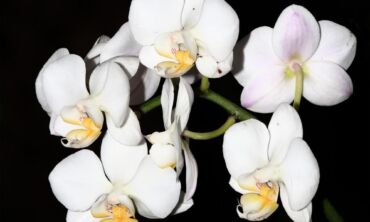 Orchidėjų mylėtojams: orchidariumų įsirengimas namuose