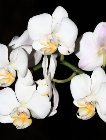 Orchidėjų mylėtojams: orchidariumų įsirengimas namuose