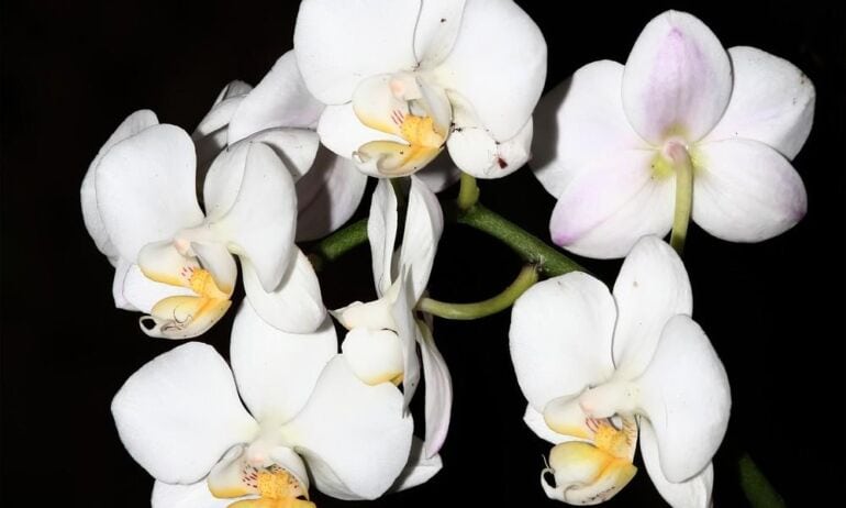 Orchidėjų mylėtojams: orchidariumų įsirengimas namuose