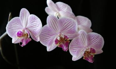 Orchidėjų priežiūra: išsamus falenopsio gidas