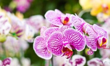 Orchidėjų priežiūra pirmaisiais pavasario mėnesiais