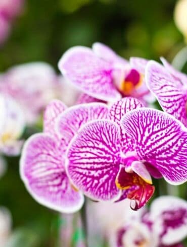 Orchidėjų priežiūra pirmaisiais pavasario mėnesiais