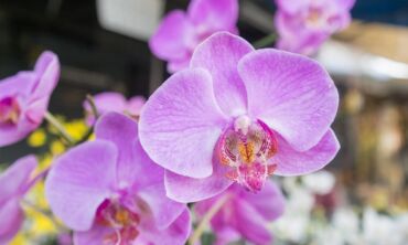 Orchidėjų priežiūra rudenį ir žiemą: ar tikrai jos lepios?
