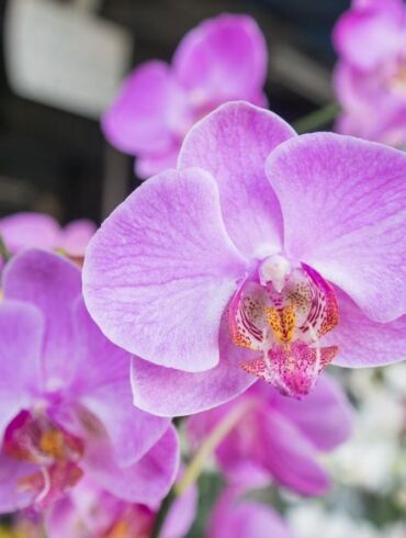 Orchidėjų priežiūra rudenį ir žiemą: ar tikrai jos lepios?