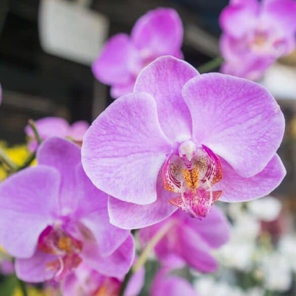 Orchidėjų priežiūra rudenį ir žiemą: ar tikrai jos lepios?