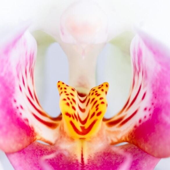Orchidėjų priežiūra šaltojo sezono mėnesiais