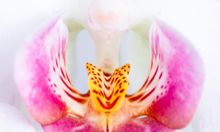 Orchidėjų priežiūra šaltojo sezono mėnesiais