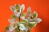 Orchidėjų priežiūros kalendorius