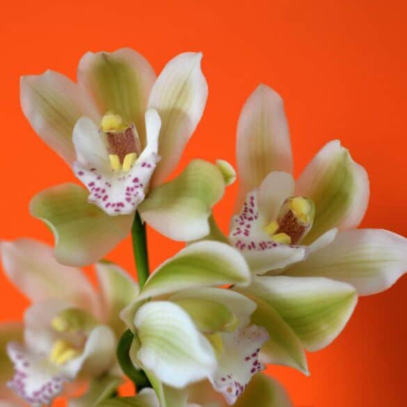 Orchidėjų priežiūros kalendorius