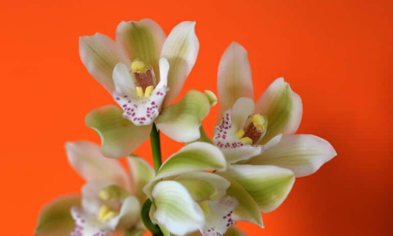 Orchidėjų priežiūros kalendorius