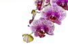 Orchidėjų priežiūros paslaptys kovo mėnesį