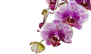 Orchidėjų priežiūros paslaptys kovo mėnesį