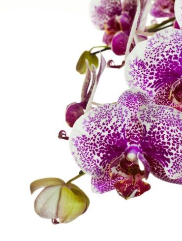Orchidėjų priežiūros paslaptys kovo mėnesį
