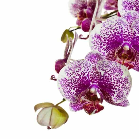 Orchidėjų priežiūros paslaptys kovo mėnesį