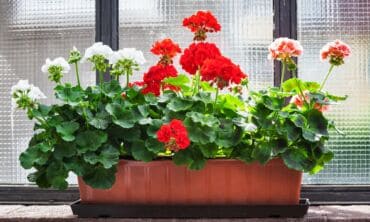 Palangių klasika: kaip auginti pelargonijas ir petunijas