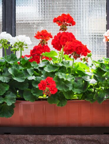 Palangių klasika: kaip auginti pelargonijas ir petunijas