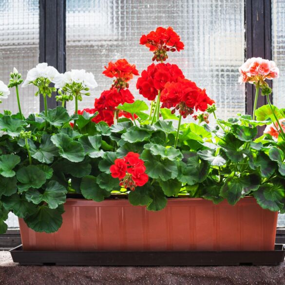 Palangių klasika: kaip auginti pelargonijas ir petunijas