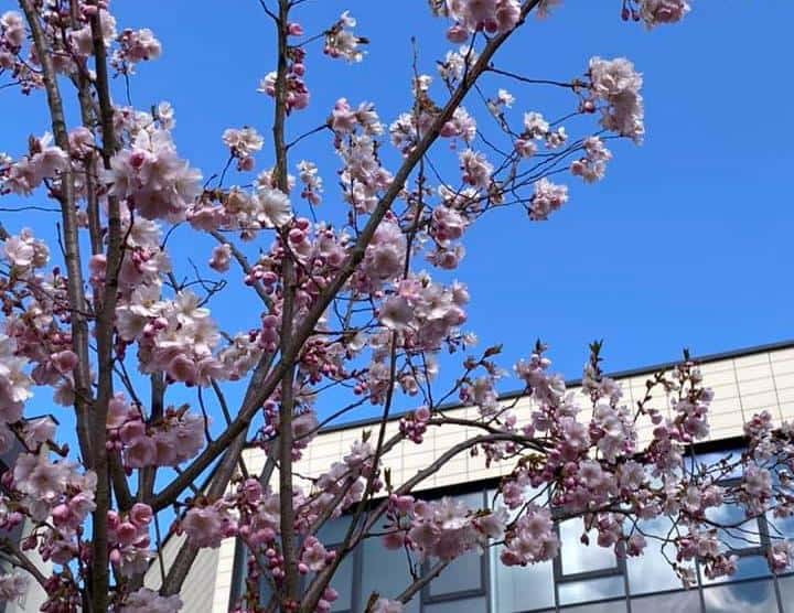 Pasigrožėkite pabudusiomis sakuromis dar vienoje Vilniaus vietoje - Bičiulių sode