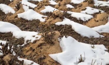 Pasiruošimas pavasariui - vasario mėnesio darbai sode