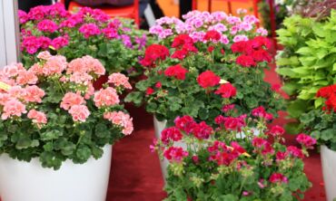 Pataria ekspertas: pelargonijų paruošimas žiemai