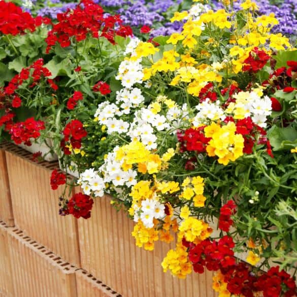 Patarimai: kaip auginti ir komponuoti gėles balkone